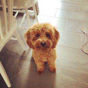 Meet your Posher, Sophie